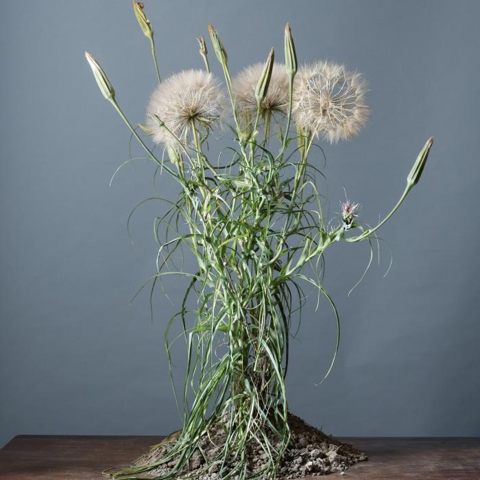 Terre de Crète # 23 – Tragopogon porrifolius © Charles Weber