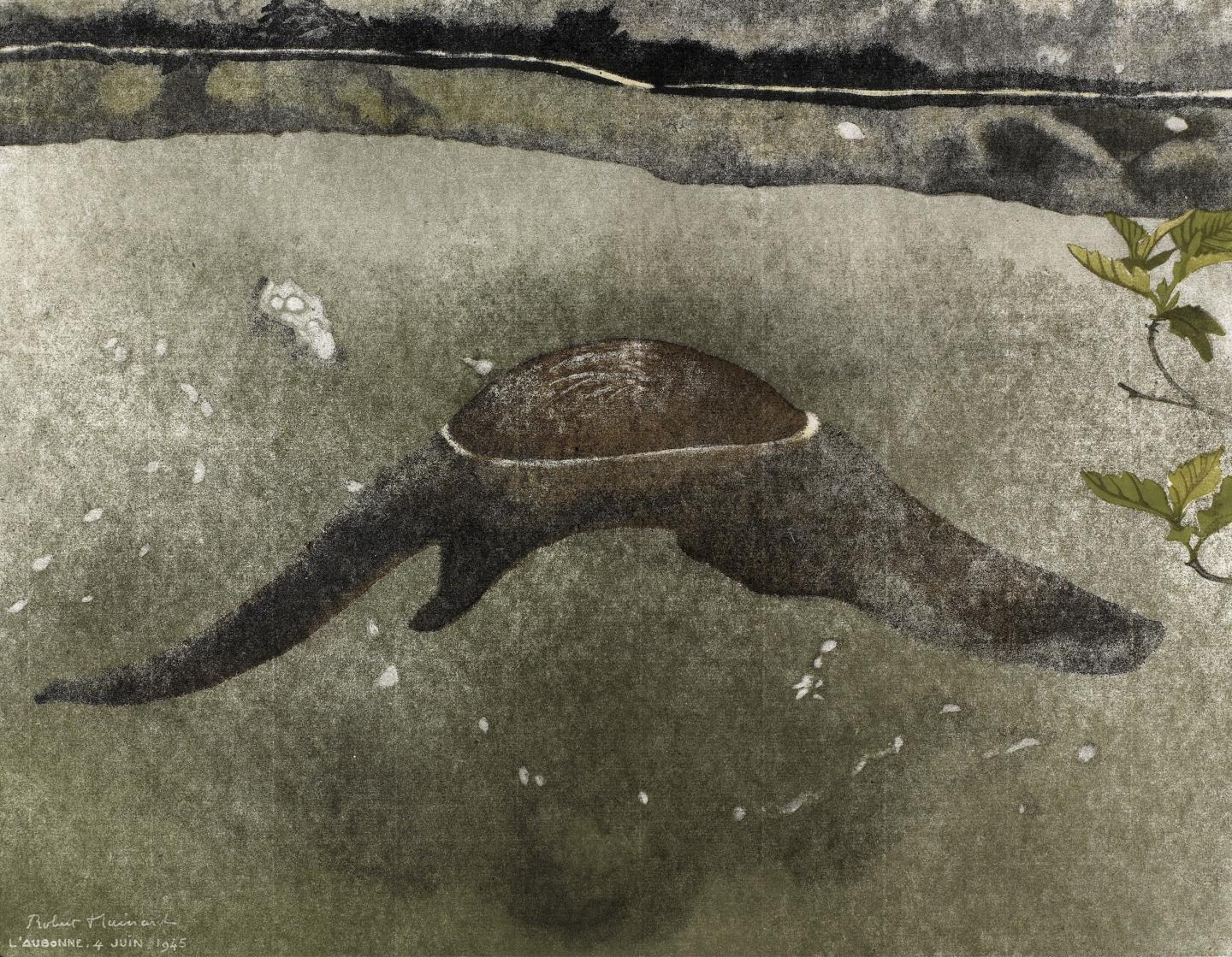 ®fondation Hainard_Loutre remontant la rivière