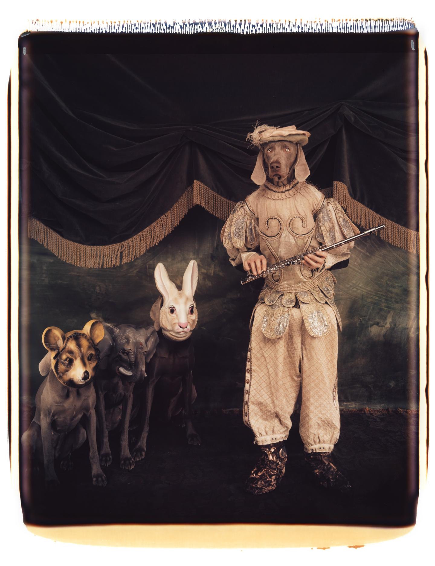 William Wegman, Tamino et sa flûte enchantée, 1996. Avec l’aimable autorisation de l’artiste et de Sperone Westwater Gallery.